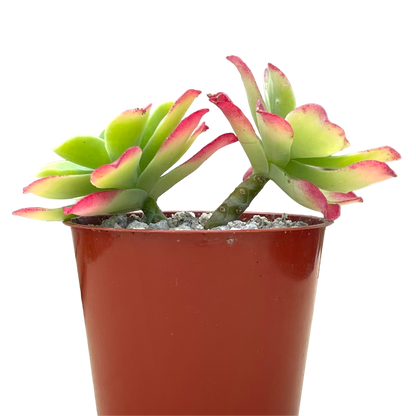 Sedum palmeri