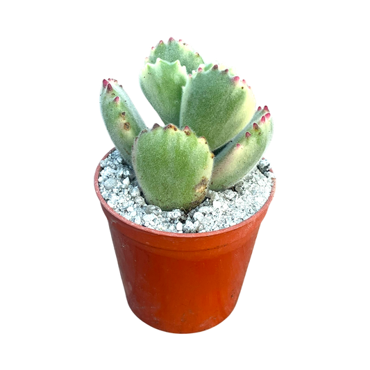 Cotyledon ladismithiensis variegata