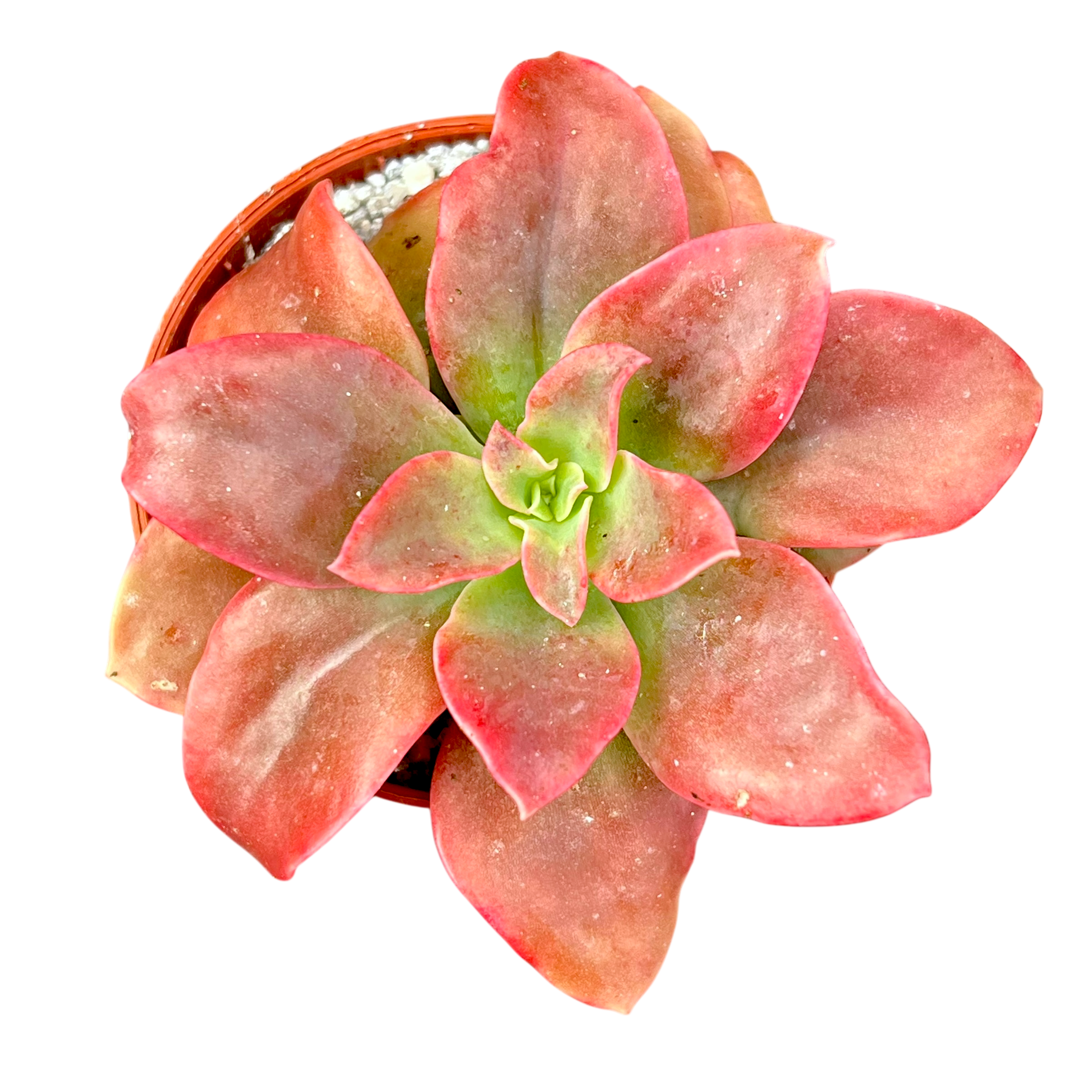 Echeveria 'Golden Towers'