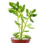 Aeonium viscatum