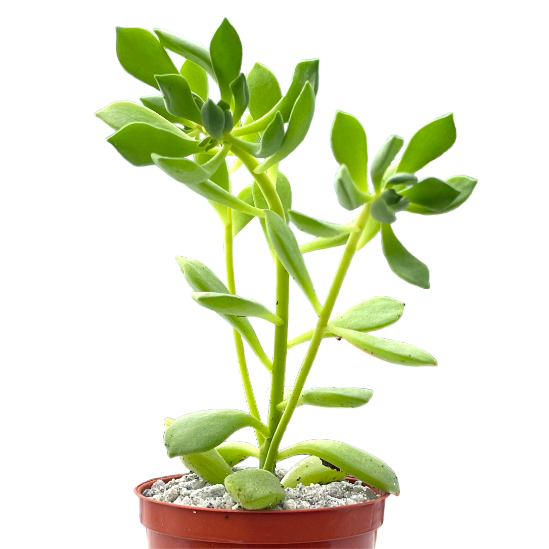 Aeonium viscatum