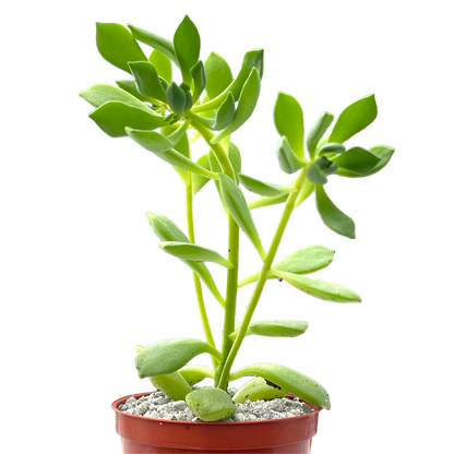 Aeonium viscatum