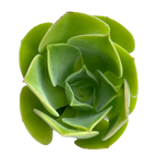 Aeonium canariense var. palmense
