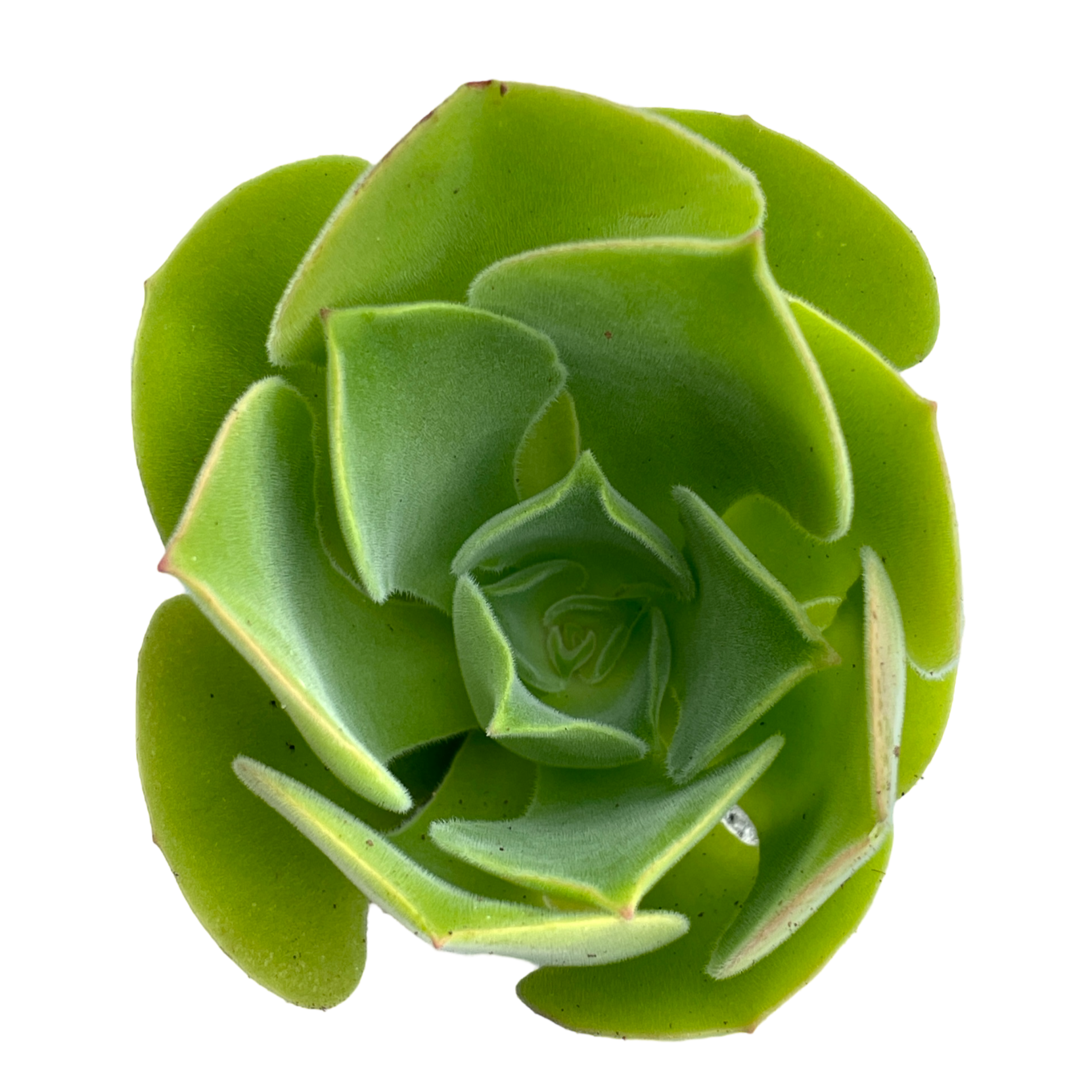 Aeonium canariense var. palmense