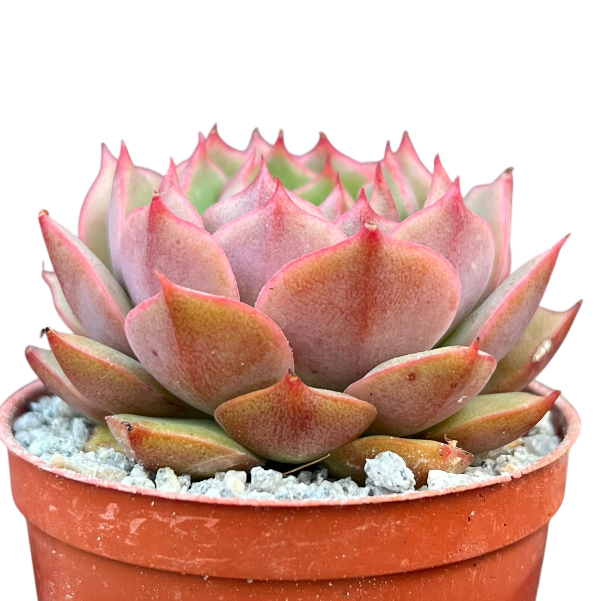 Echeveria 'Ramillette'