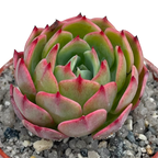 Echeveria secunda ISI 2001-30