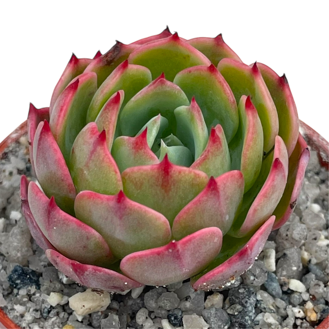 Echeveria secunda ISI 2001-30