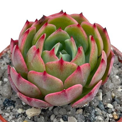 Echeveria secunda ISI 2001-30