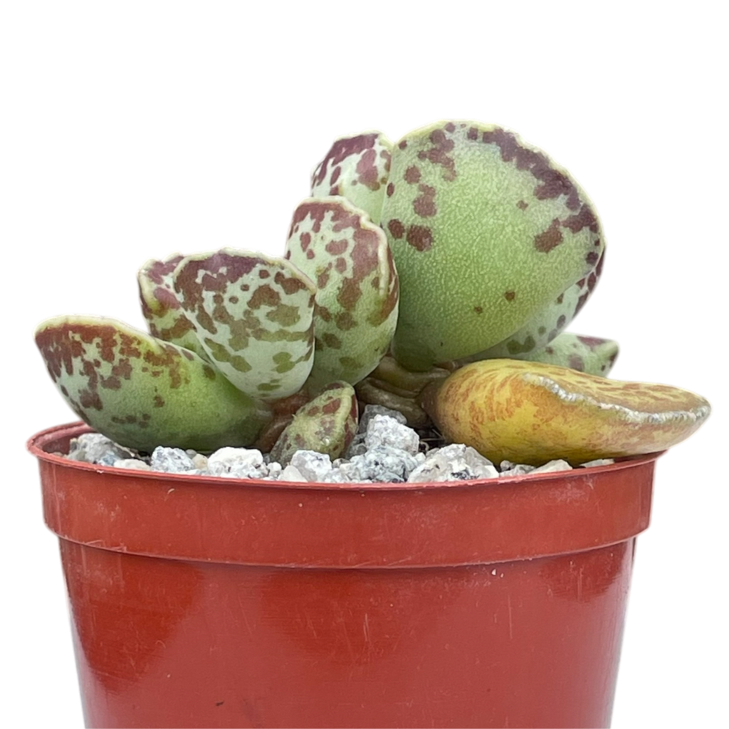 Adromischus cooperi | Plover Eggs Plant