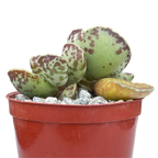 Adromischus cooperi | Plover Eggs Plant
