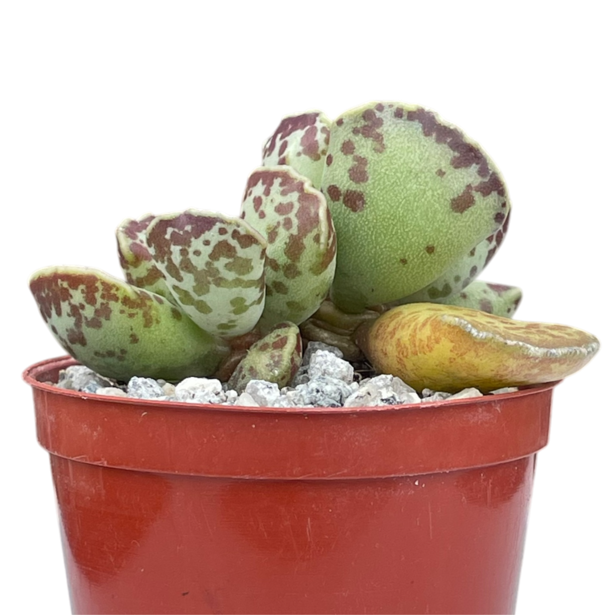 Adromischus cooperi | Plover Eggs Plant