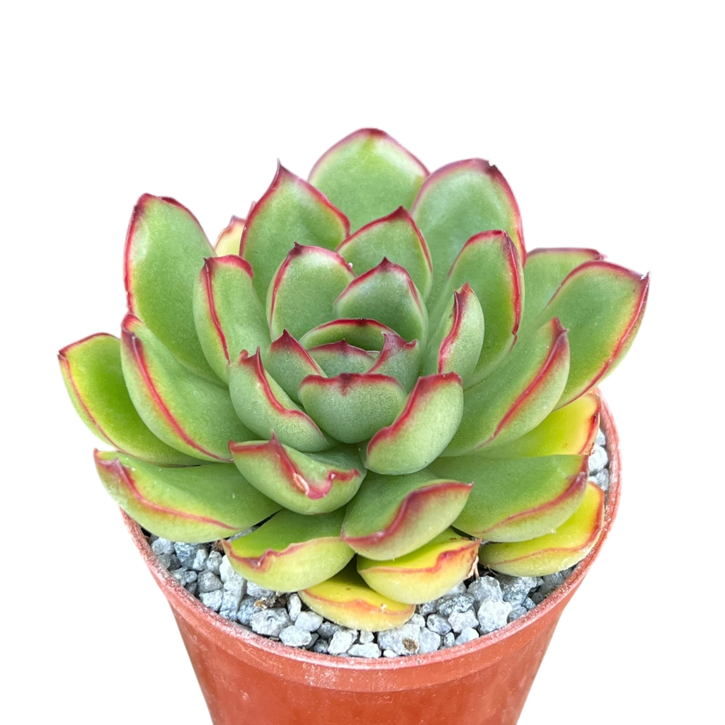 Echeveria 'Christmas'