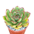 Echeveria 'Christmas'