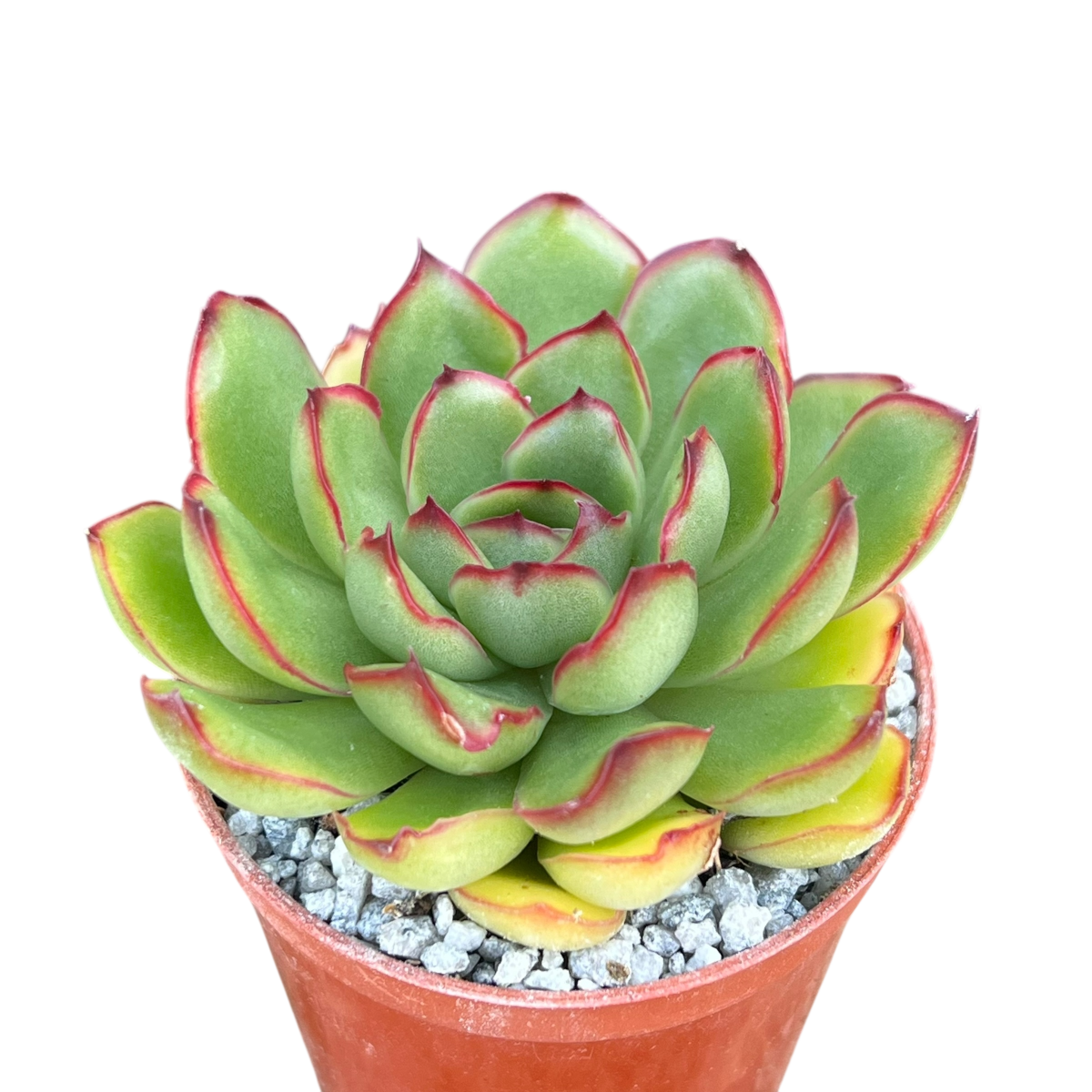 Echeveria 'Christmas'