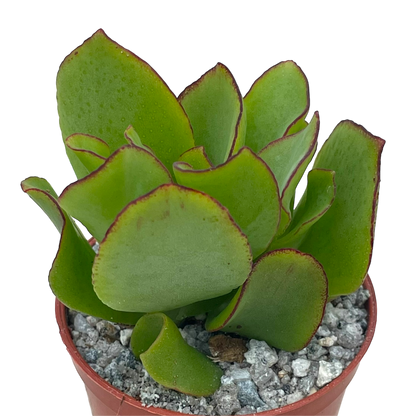 Crassula arborescens 'Ripple Jade'