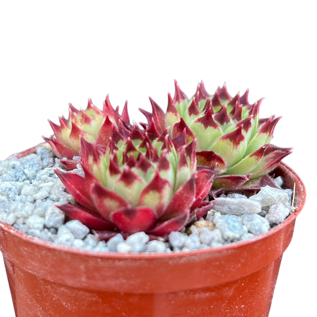 Sempervivum calcareum 'Guillaumes'