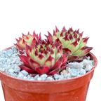Sempervivum calcareum 'Guillaumes'