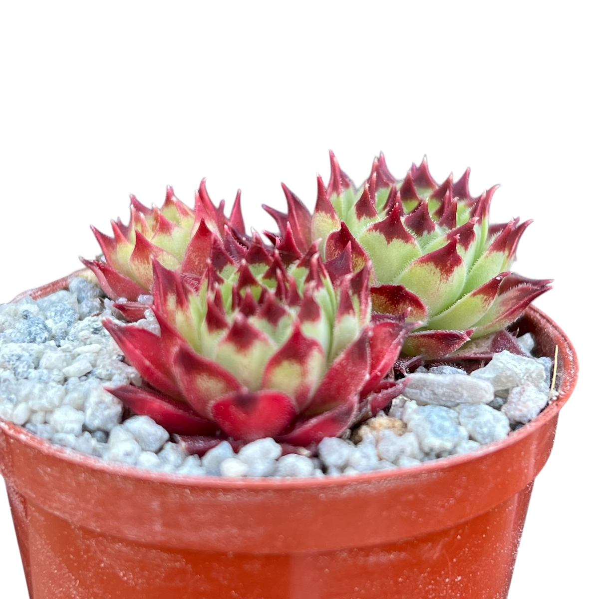 Sempervivum calcareum 'Guillaumes'