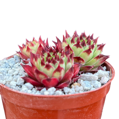 Sempervivum calcareum 'Guillaumes'