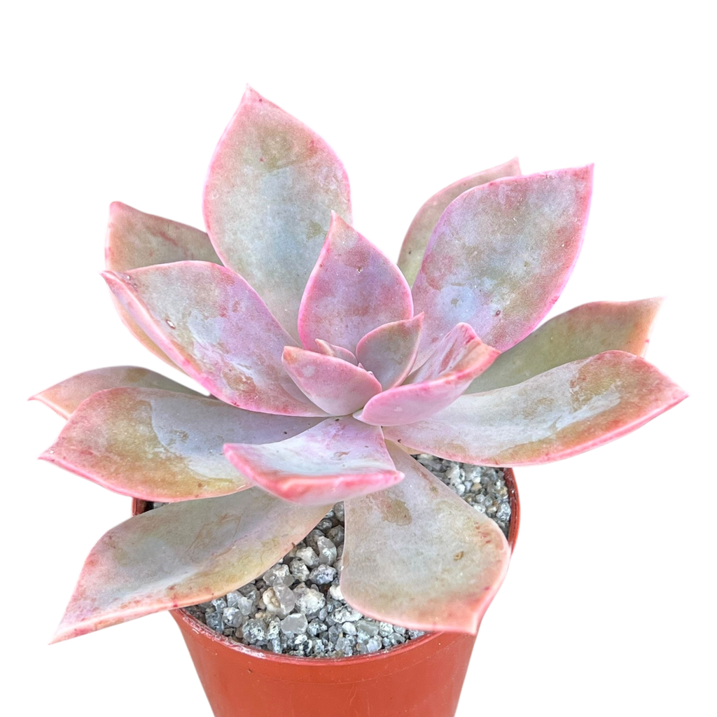 x Graptoveria 'Douglas Huth'