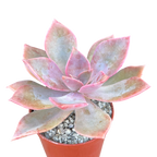 x Graptoveria 'Douglas Huth'