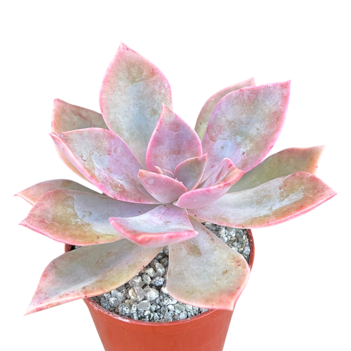 x Graptoveria 'Douglas Huth'