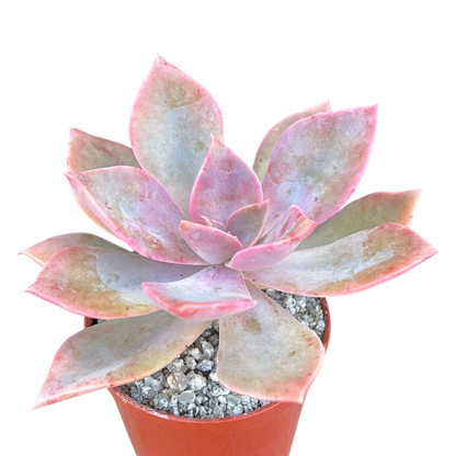 x Graptoveria 'Douglas Huth'