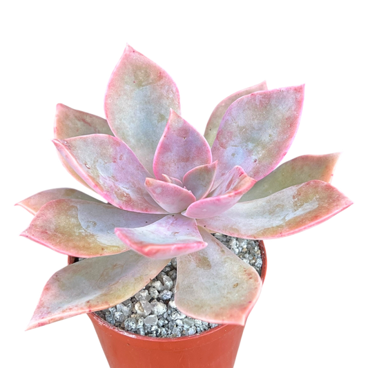 x Graptoveria 'Douglas Huth'