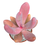 x Pachysedum 'Ganzhou'