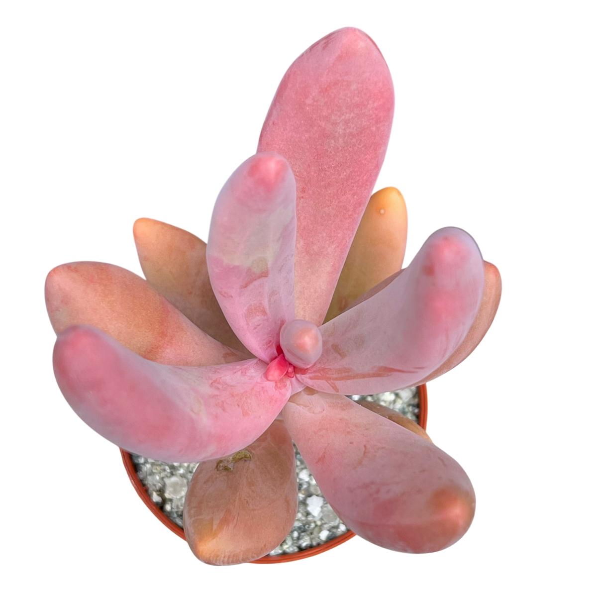 x Pachysedum 'Ganzhou'