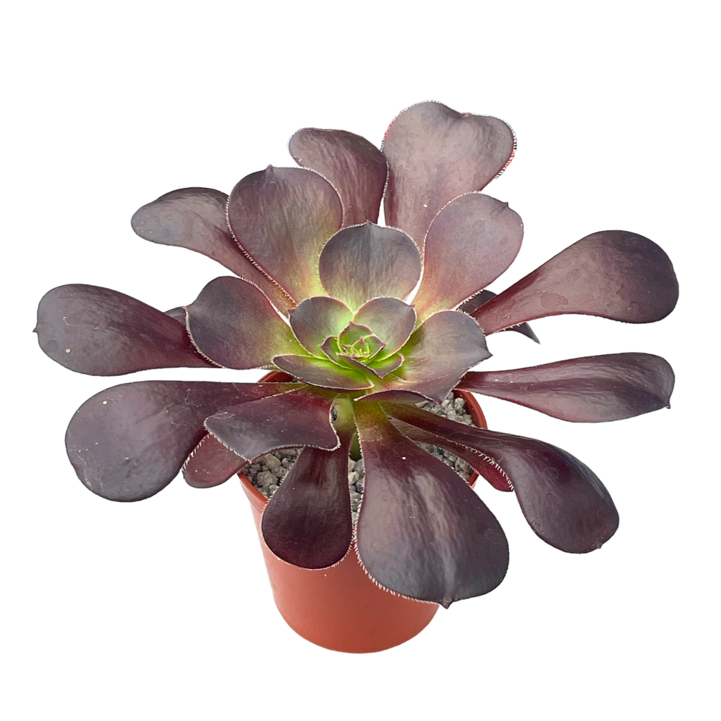 Aeonium 'Plum Purdy'