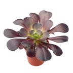Aeonium 'Plum Purdy'