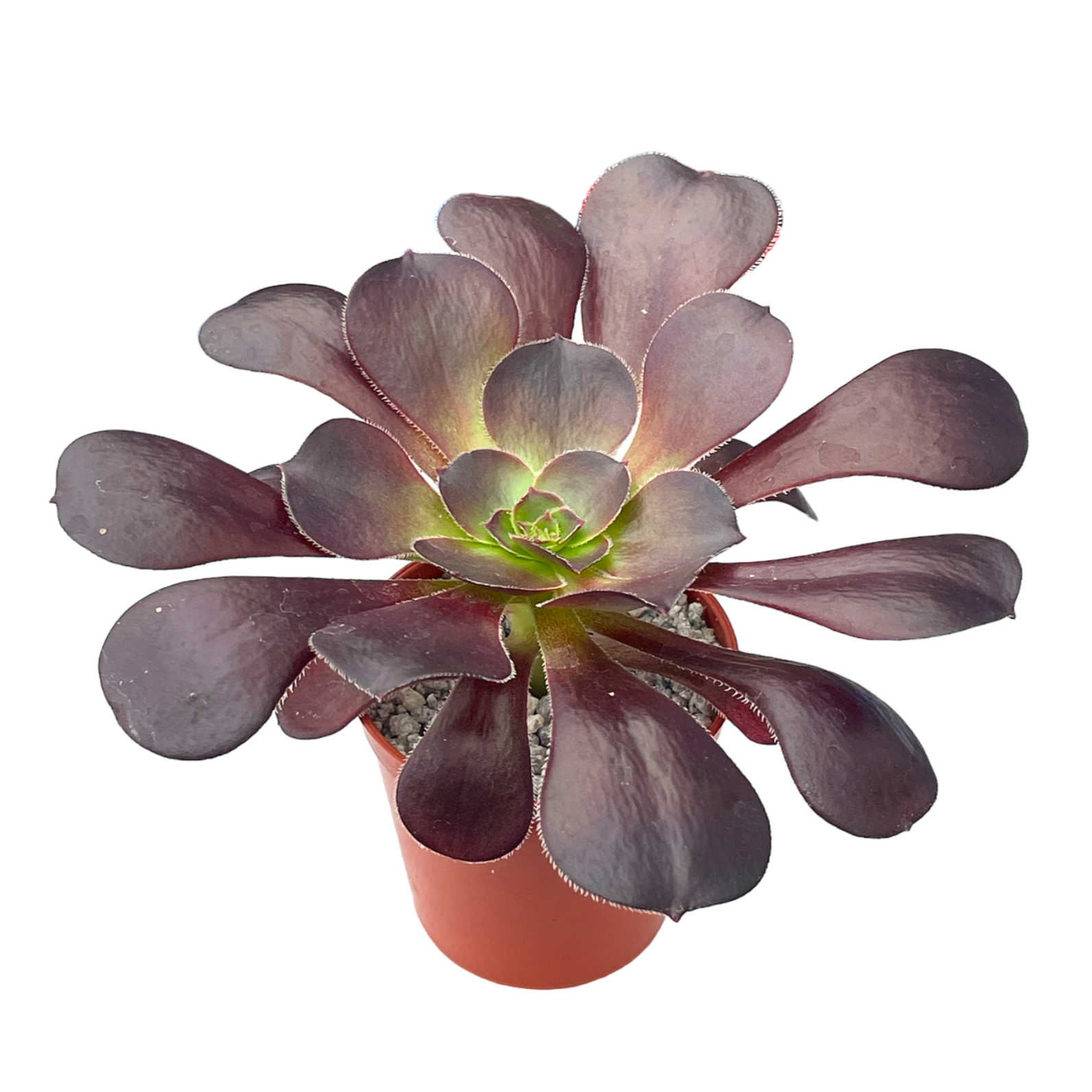 Aeonium 'Plum Purdy'