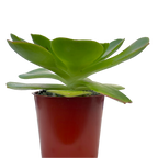 Aeonium canariense v. californicum