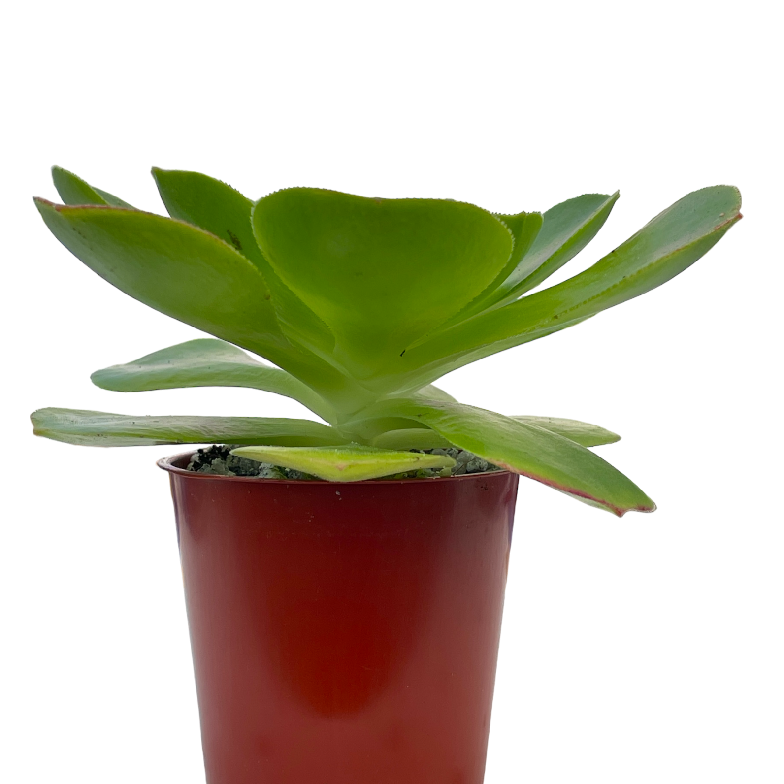 Aeonium canariense v. californicum