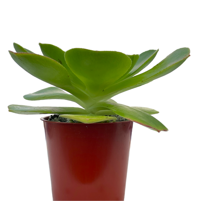 Aeonium canariense v. californicum