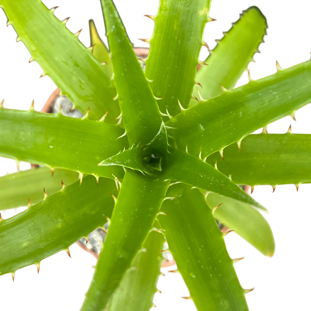 Puya mirabilis