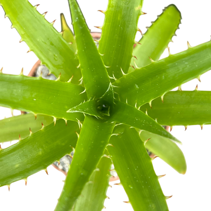 Puya mirabilis