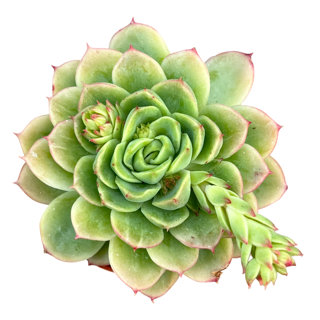Echeveria 'Lime 'n' Chili'