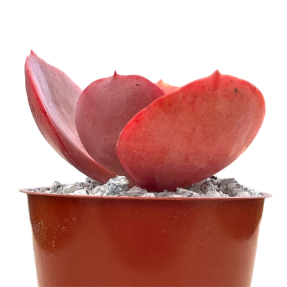 Echeveria 'Suyon'
