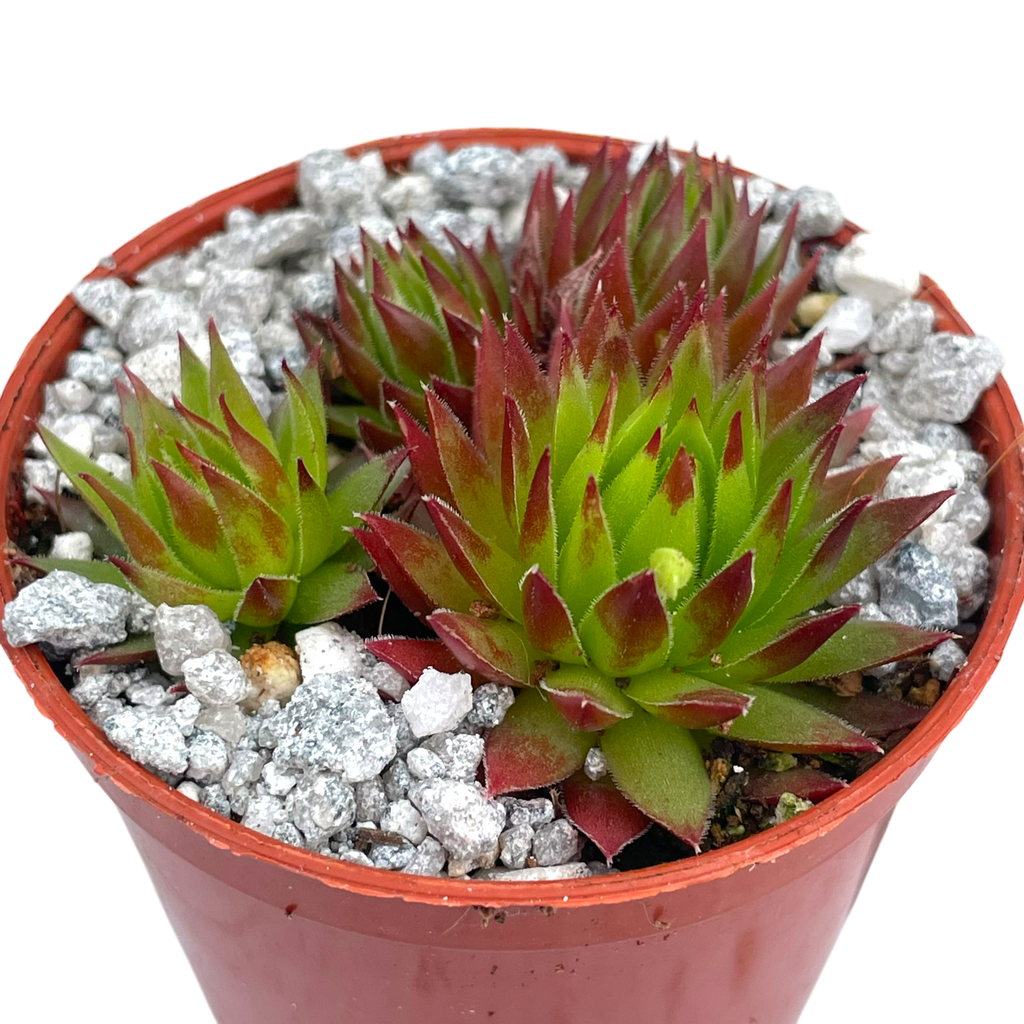 Jovibarba hirta 'Emerald Joy'