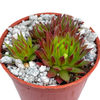 Jovibarba hirta 'Emerald Joy'