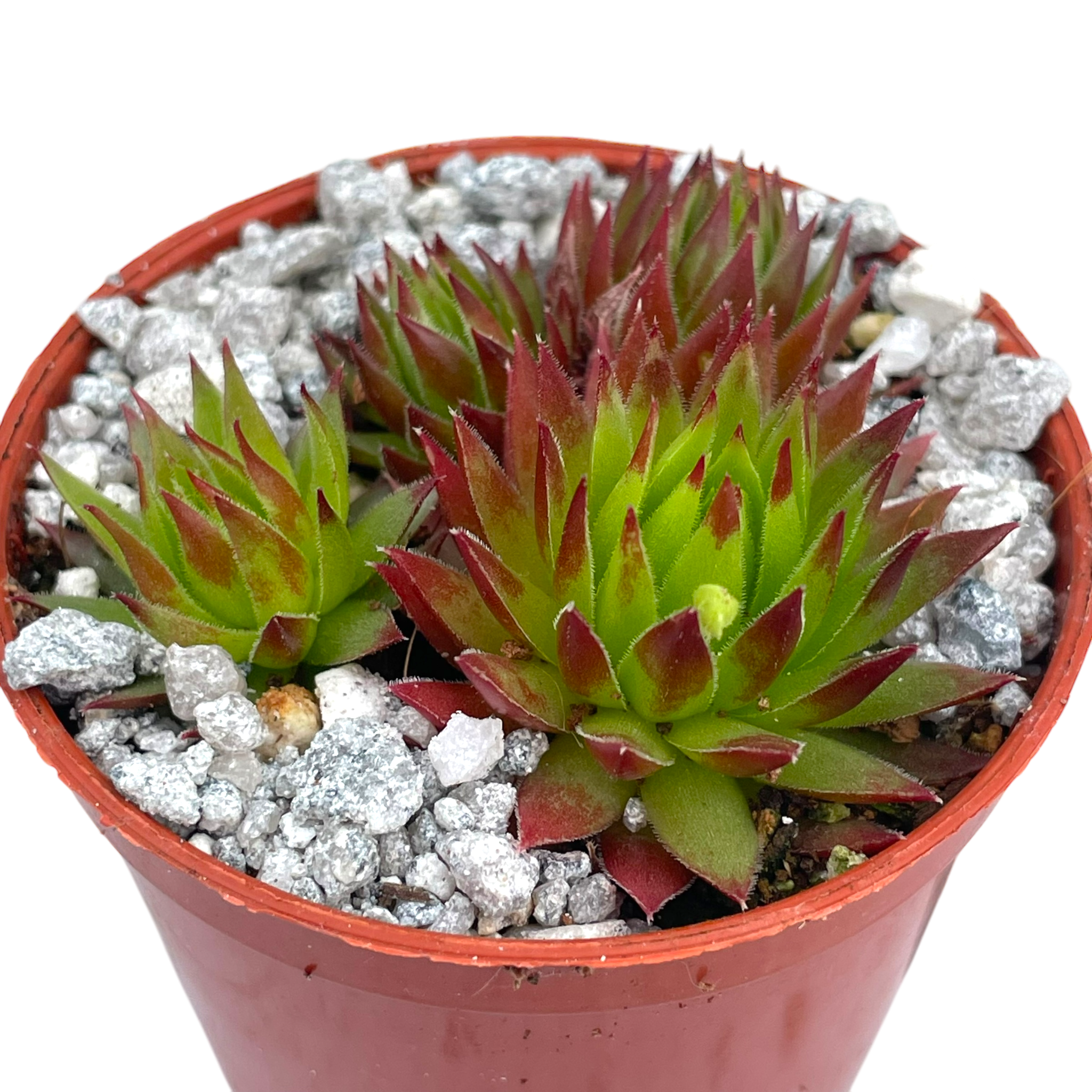 Jovibarba hirta 'Emerald Joy'