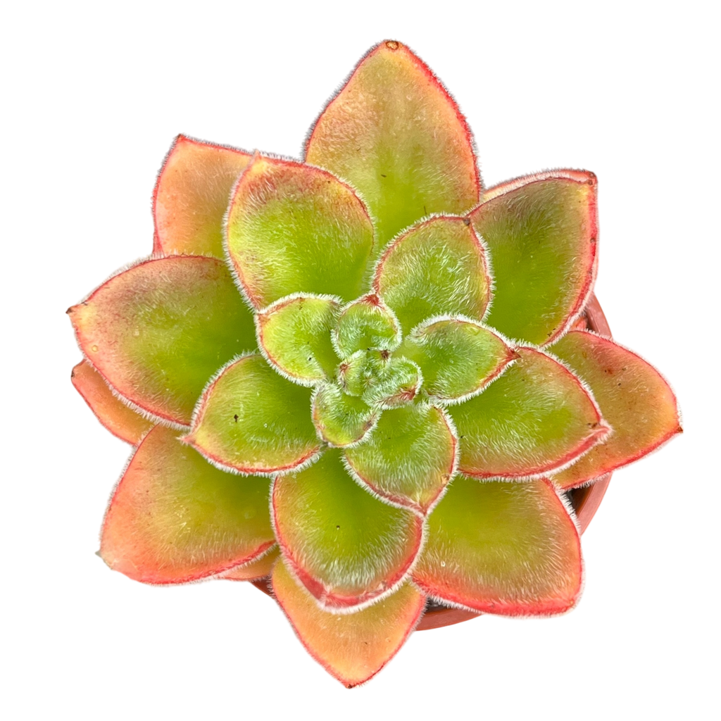 Echeveria 'Giant Mexican Firecracker'