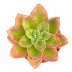 Echeveria 'Giant Mexican Firecracker'