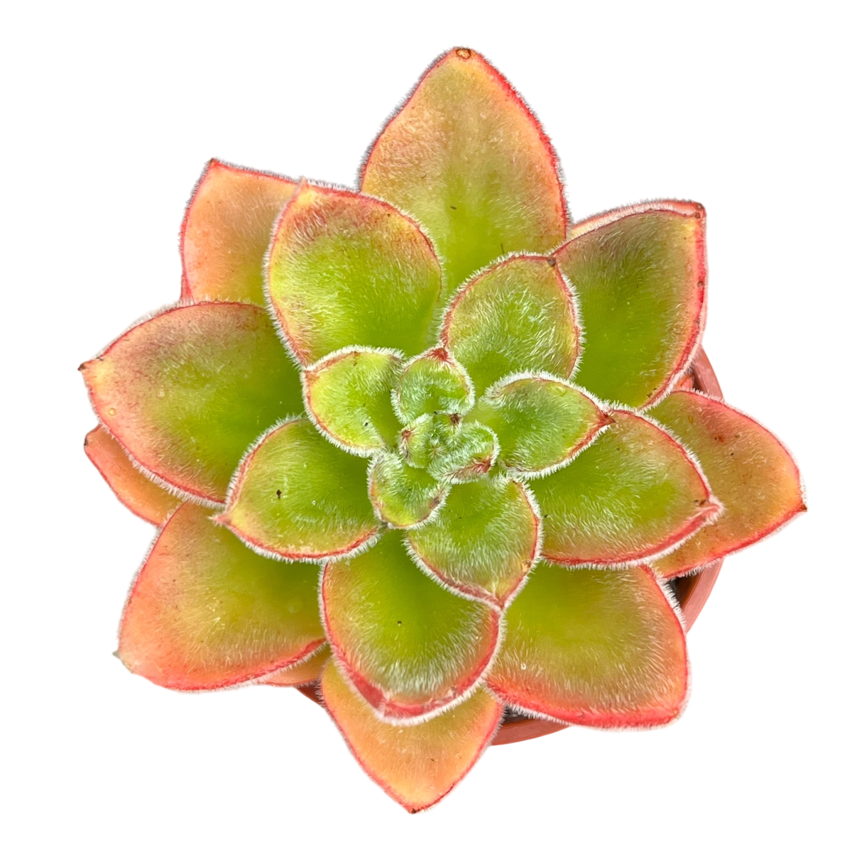 Echeveria 'Giant Mexican Firecracker'