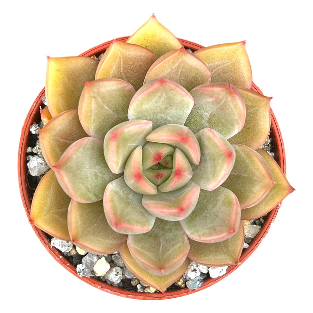 Echeveria 'Gold'