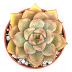 Echeveria 'Gold'