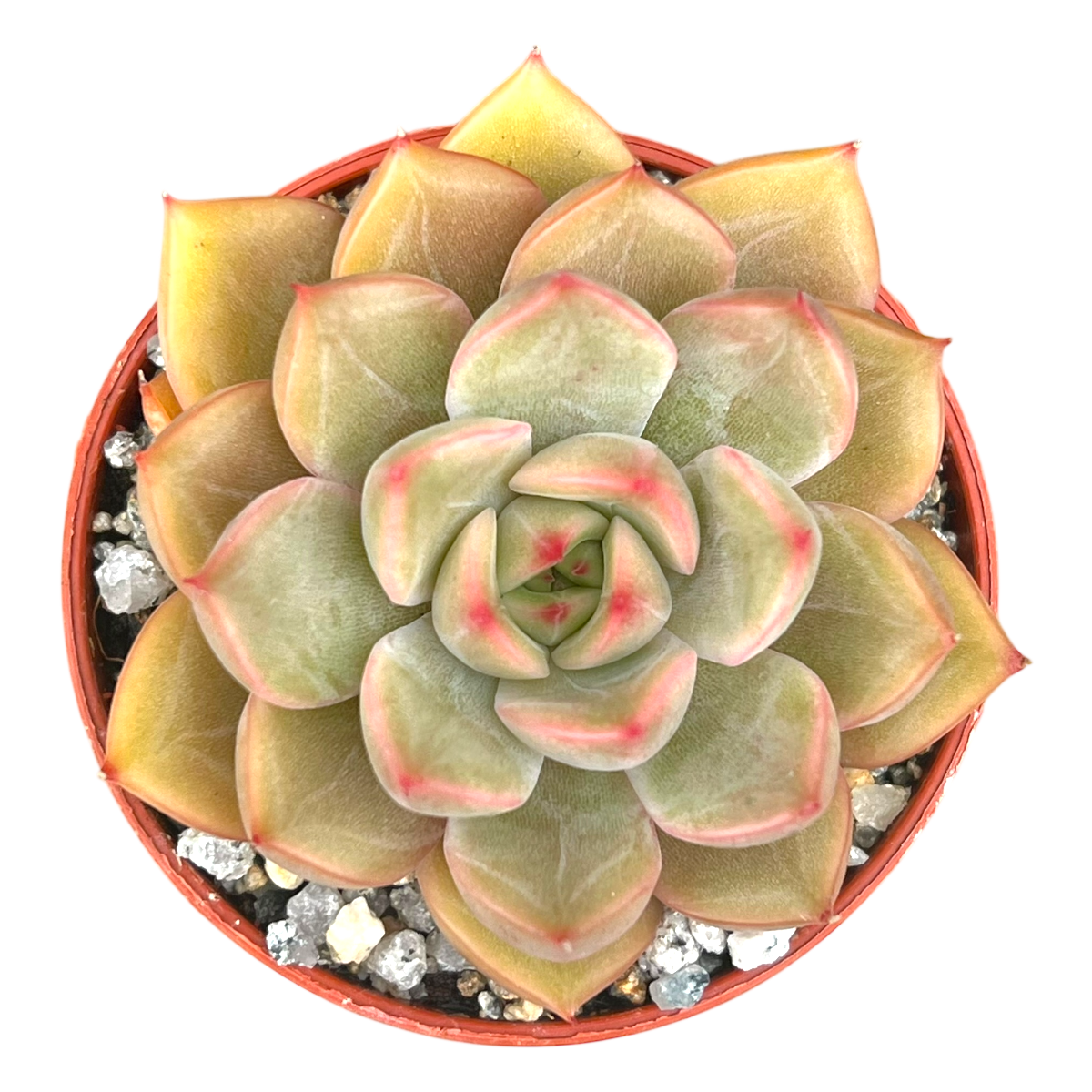 Echeveria 'Gold'