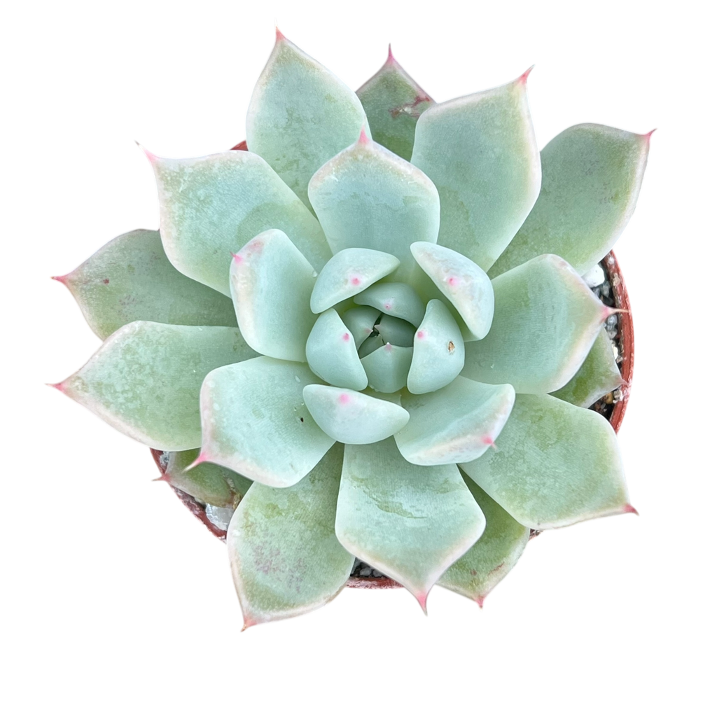 Echeveria cuspidata var. cuspidata